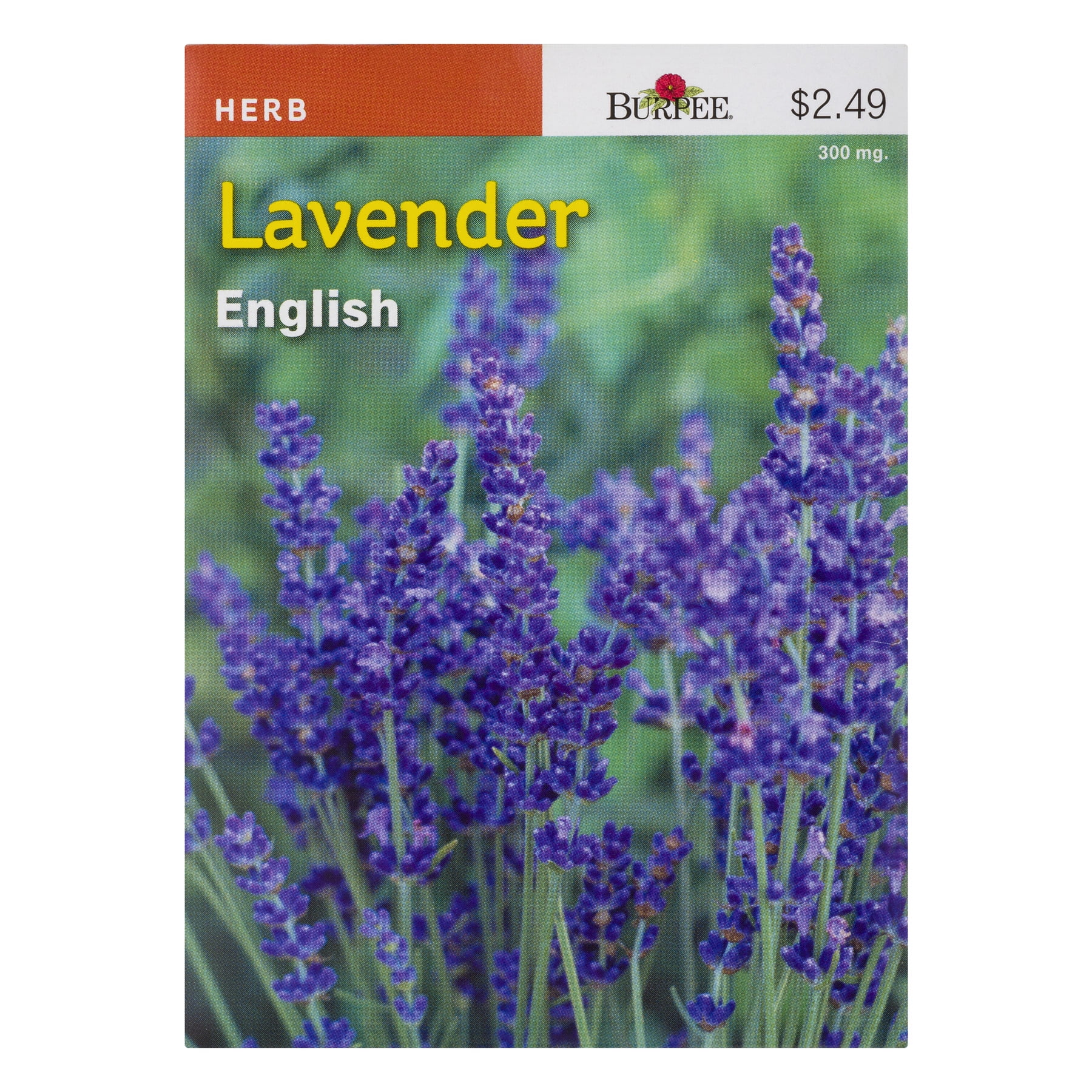 Burpee Lavender English, 1.0 CT