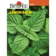 thumbnail image 1 of Burpee Lemon Balm, Perennial Herb, Full Sun, 1 of 4