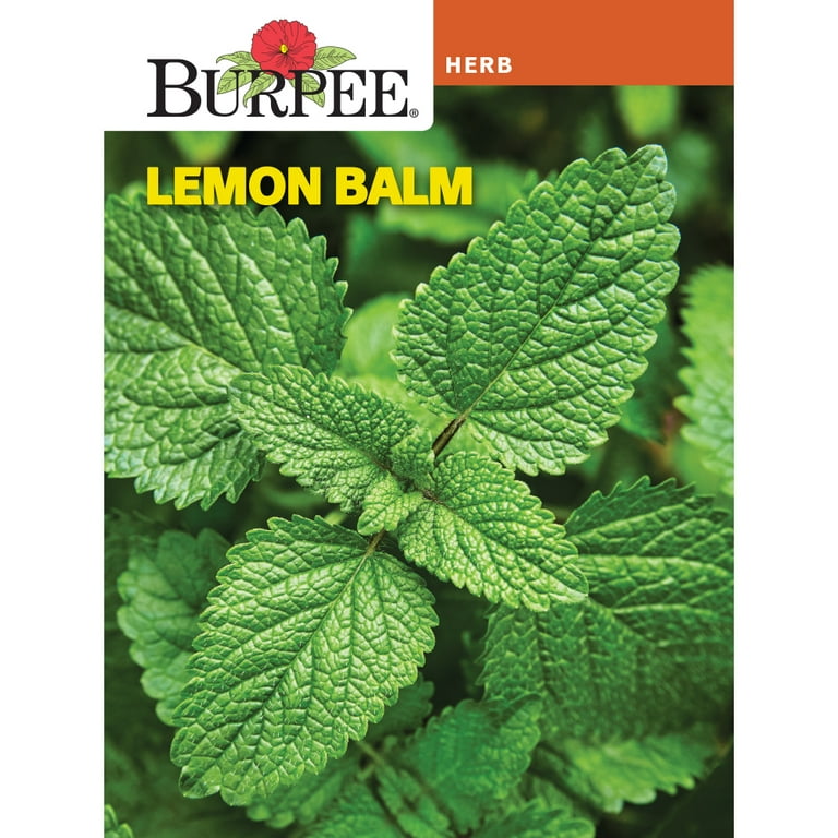 lemon balm glp 1 Burpee Lemon Balm, Perennial Herb, Full Sun