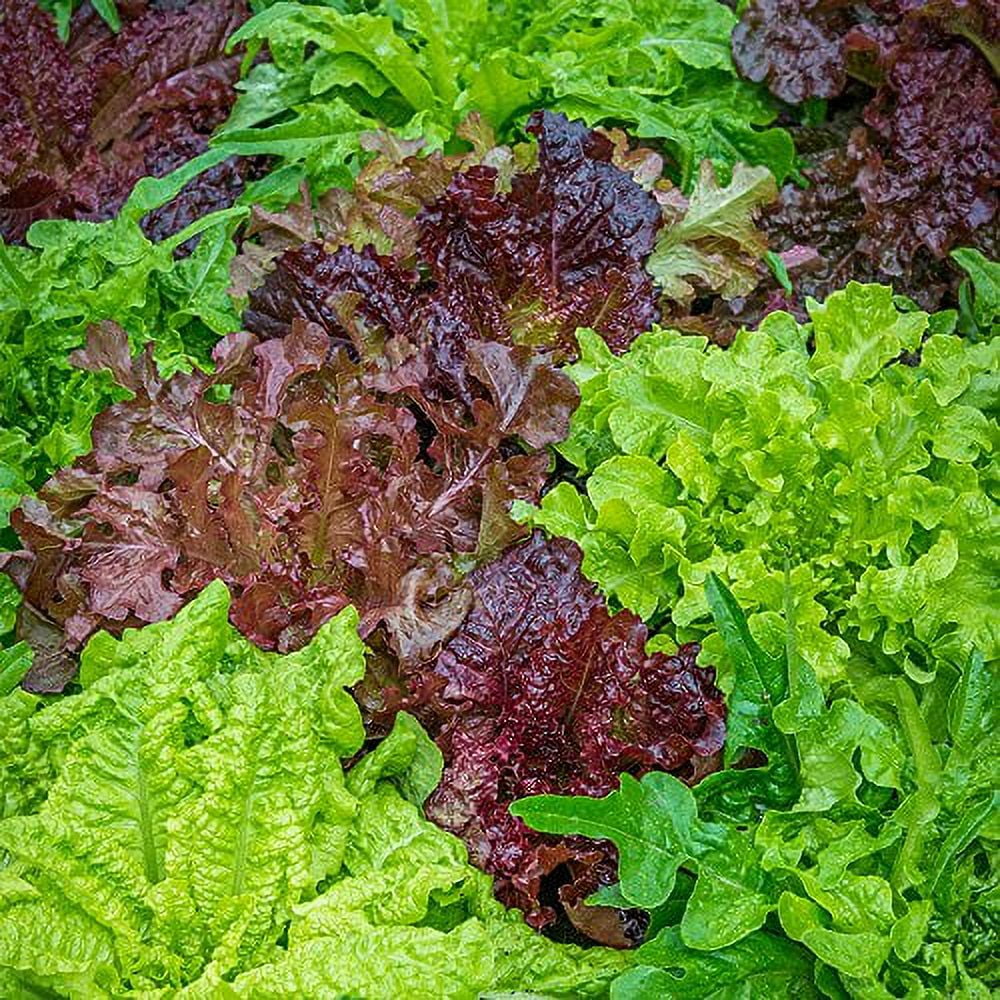 Burpee Looseleaf Blend Lettuce Seeds 1500 Seeds