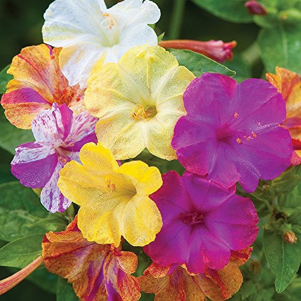 Burpee Marbles Mix Four O'Clock Seeds 35 seeds