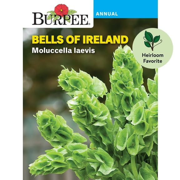 Burpee Moluccella laevis Bells of Ireland Flower Seed, 1-Pack