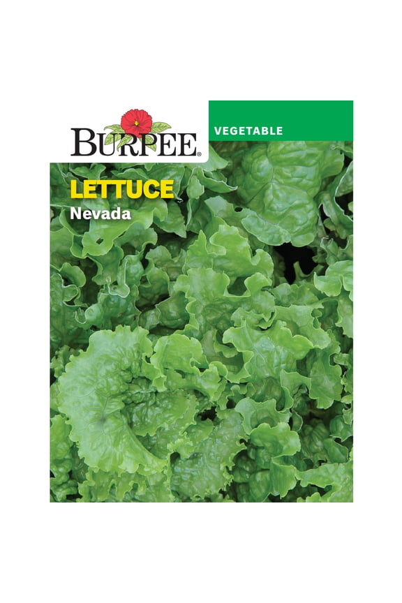 Nevada Lettuce Seeds, Annual Vegetable Gardening Seeds, Full Sun