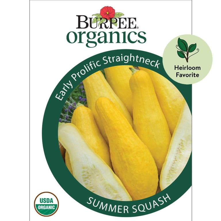 Burpee Organic Early Prolific Straightneck Summer Squash Vegetable Seed, 1-Pack