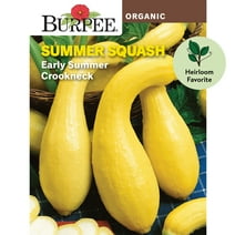 Burpee Organic Early Summer Crookneck Summer Squash Vegetable Seed, 1-Pack