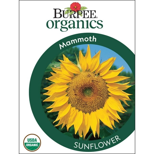 Burpee Organic Mammoth Sunflower Flower Seed, 1Pack
