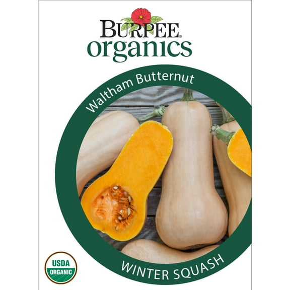 Burpee Organic Waltham Butternut Winter Squash Vegetable Seed, 1-Pack