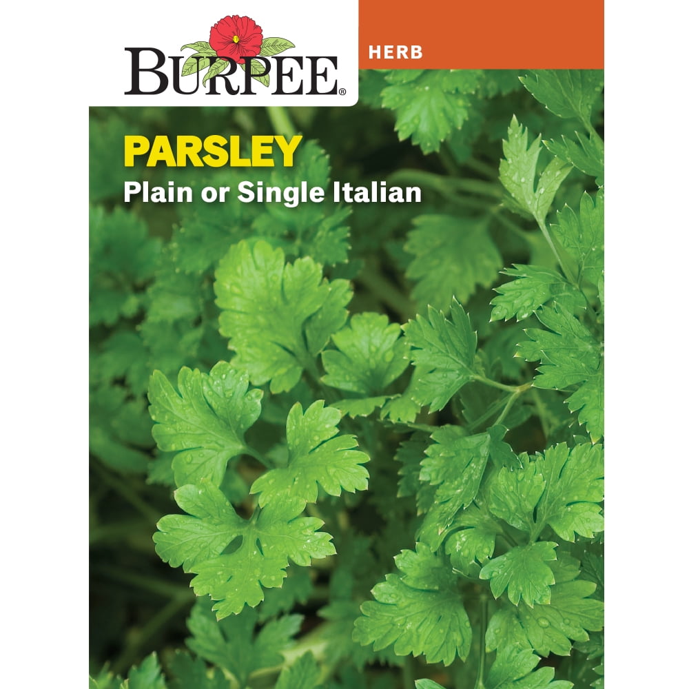 Burpee Parsley Plain or Single Italian