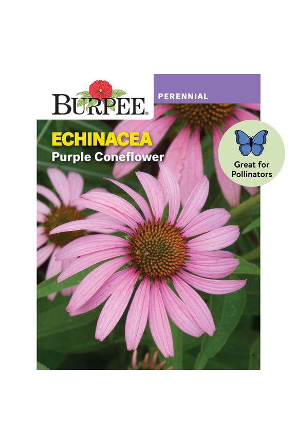 Purple Coneflower Echinacea Seed, Perennial Flower, Full Sun