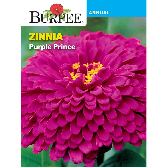 Burpee Purple Prince Zinnia Flower Seed, 1Pack