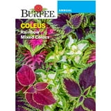 burpee-rainbow-mixed-colors-coleus-walmart