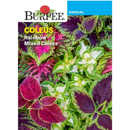 Burpee Rainbow Mixed Colors Coleus