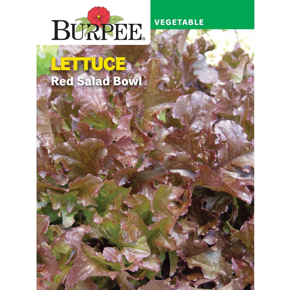 Burpee Red Salad Bowl Lettuce Vegetable Seed, 1-Pack