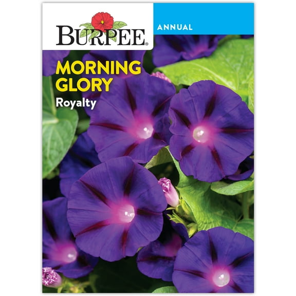 Burpee Royalty Morning Glory Flower Seed
