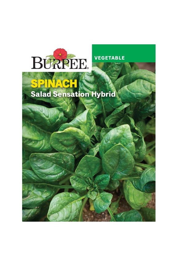 Salad Sensation Hybrid Spinach Seeds - Non-GMO, Vegetable Gardening Seeds, 2.5g, 1-Pack