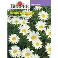 thumbnail image 1 of Burpee Silver Princess Shasta Daisy Perennial Flower Seed, 1-Pack, Full Sun, 1 of 3