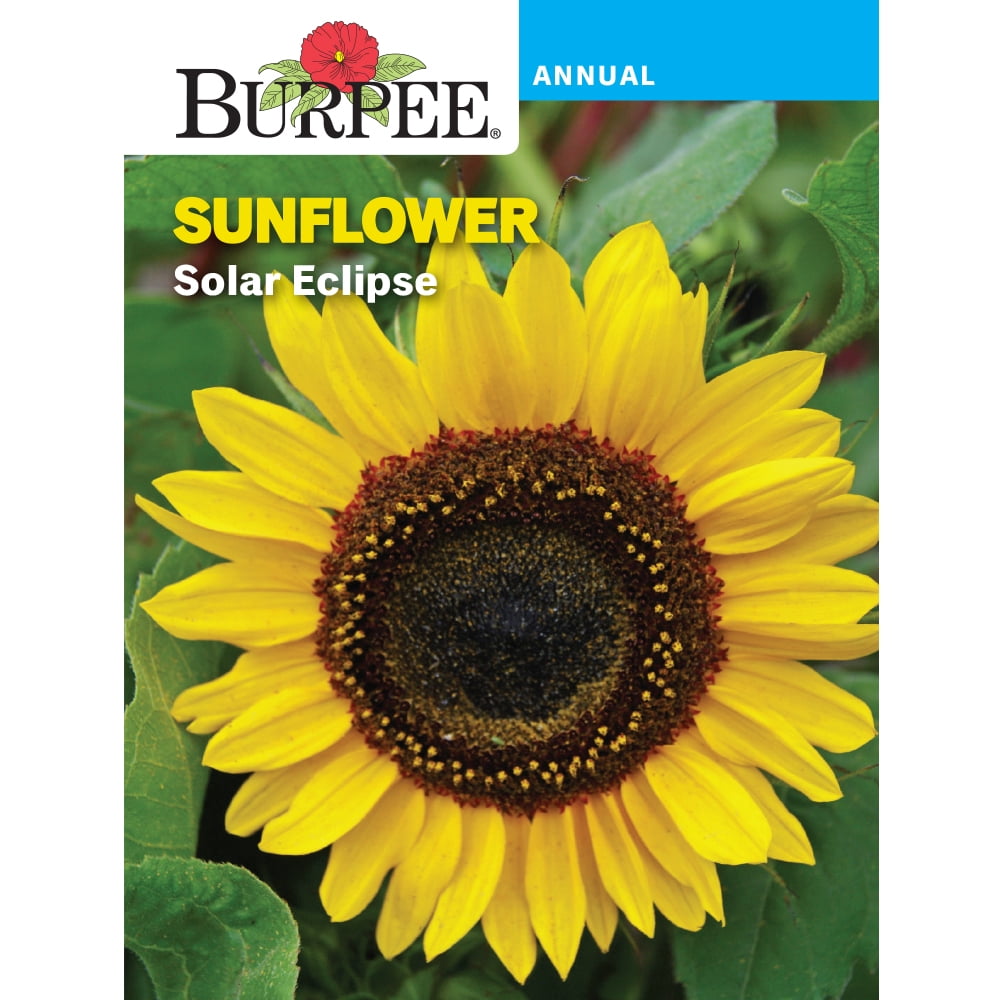 Burpee Solar Eclipse Sunflower Flower Seed, 1-Pack - Walmart.com