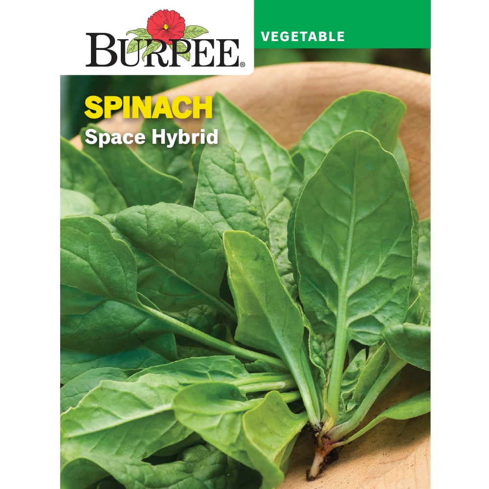 Burpee Space Hybrid Spinach Vegetable Seed, 1-Pack