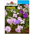 thumbnail image 1 of Burpee Special Mix Verbena Annual Flower Seed, 1-Pack, Full Sun, 1 of 2