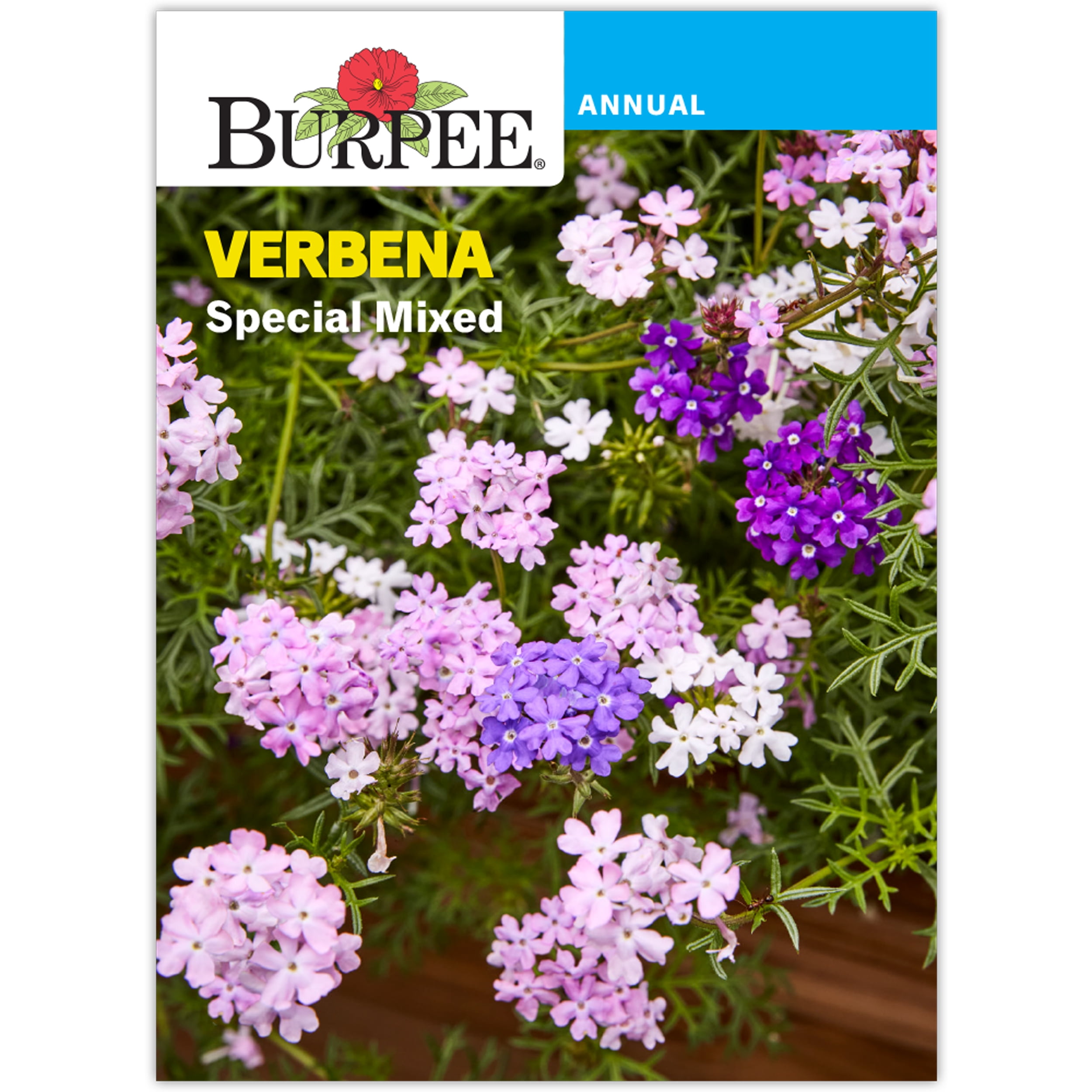 Burpee Special Mix Verbena Annual Flower Seed, 1-Pack, Full Sun
