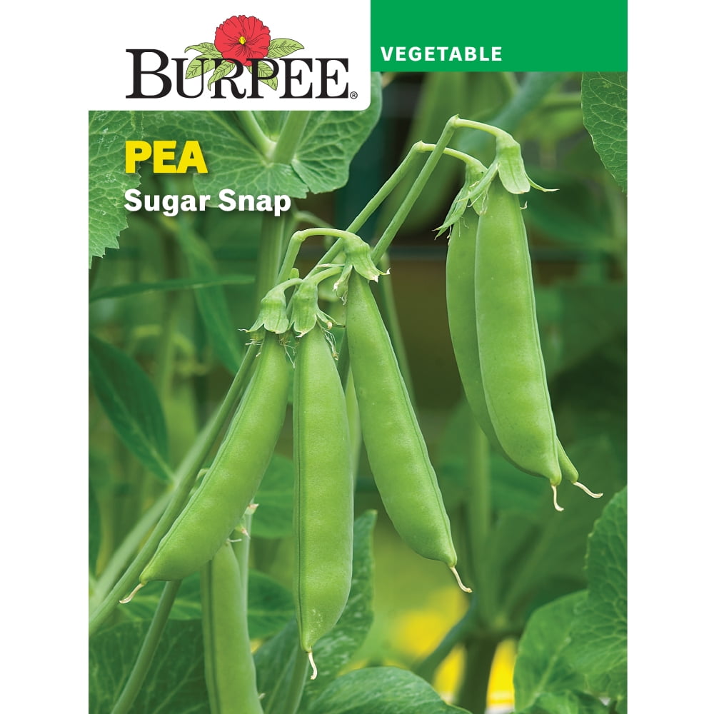 Burpee Sugar Snap Pea Seeds Non GMO Snap Pea Vegetable Gardening should-you-soak-your-pea-seeds-before-planting-our-stoney-acres