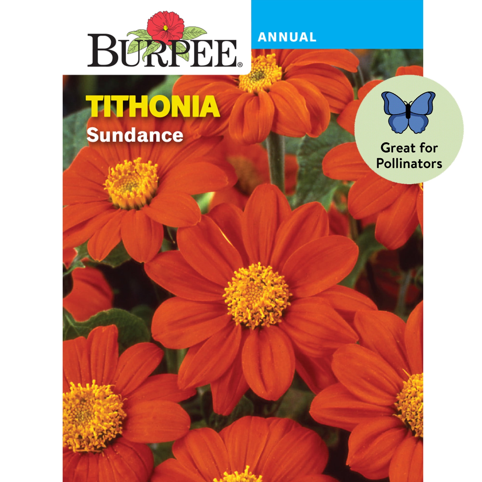 Burpee Sundance 1 Tithonia Flower Seeds, Attract Hummingbirds and Butterflies