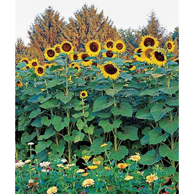 Burpee Sunforest Mix Sunflower Seeds 100 seeds - Walmart.com