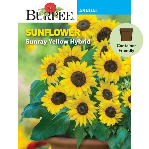 Burpee Sunray Yellow Dwarf Sunflower Seeds, Easy to Grow
