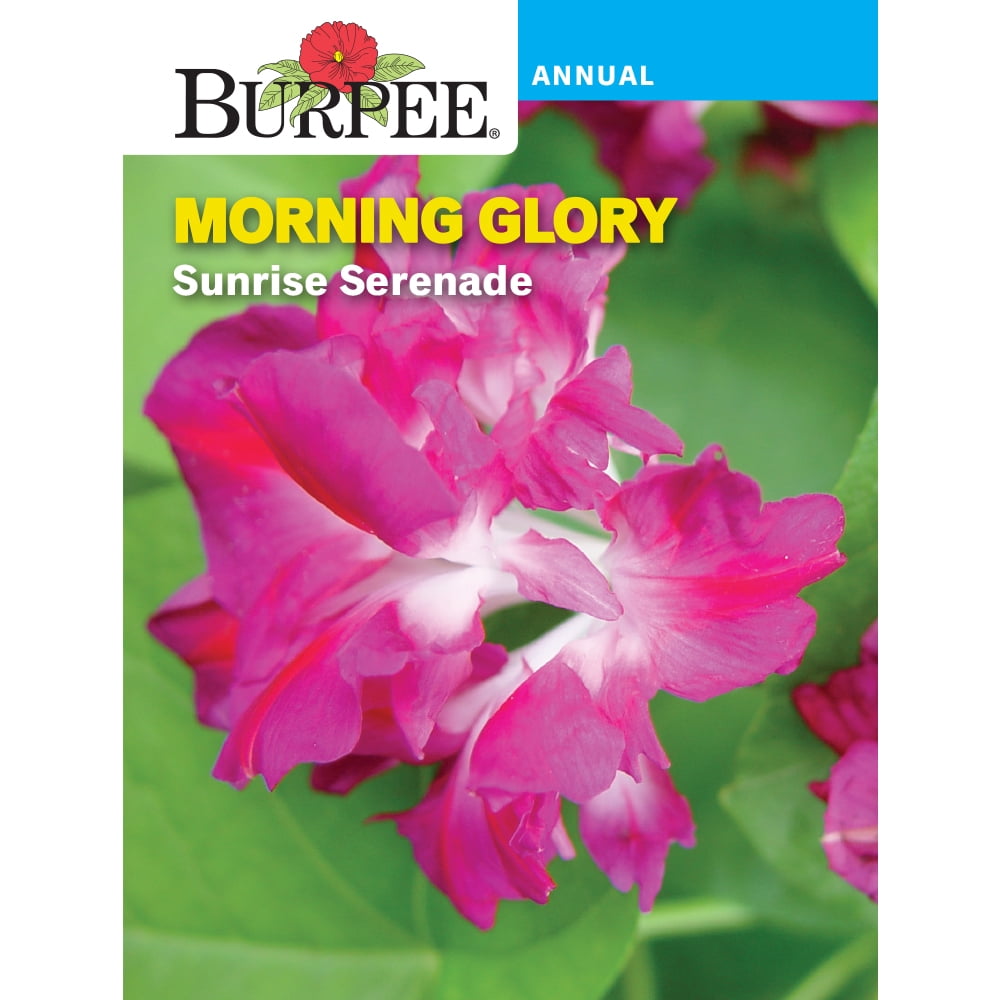 Burpee Sunrise Serenade Morning Glory Flower Seed, 1-Pack