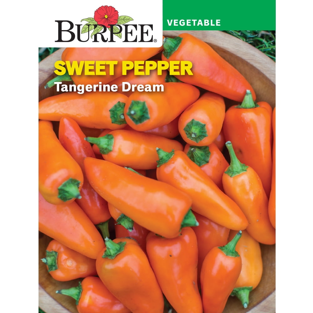Burpee Tangerine Dream Pepper Annual Vegetable Seed, 1-Pack, Full Sun