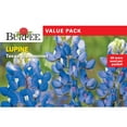 thumbnail image 1 of Burpee Value Pack Lupine Texas Bluebonnet Flower Seeds, Perennial Lifecycle, Full Sun, 1 of 3