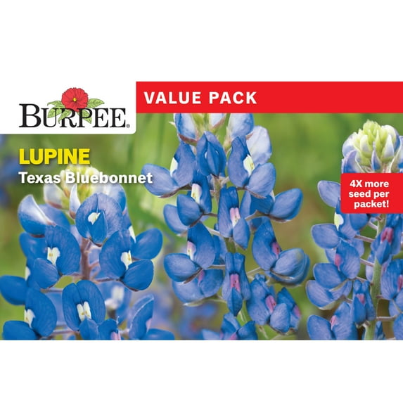 Burpee Value Pack Lupine Texas Bluebonnet Flower Seeds, Perennial Lifecycle, Full Sun