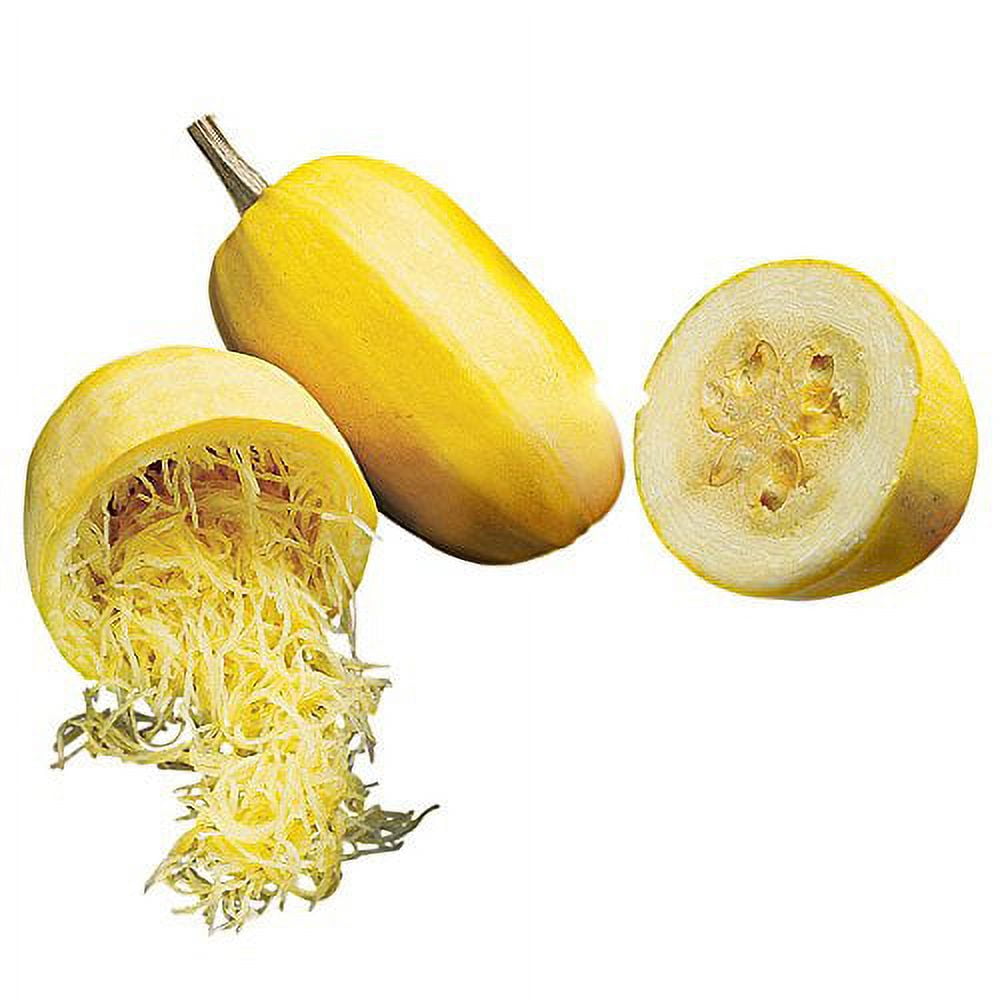Burpee Vegetable Spaghetti Winter Squash Seeds 75 seeds