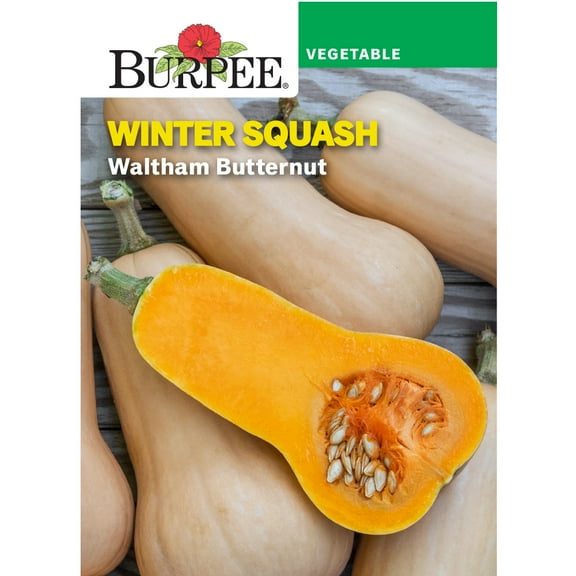 Burpee Waltham Butternut Winter Squash, Annual Vegetable Seed, Full Sun