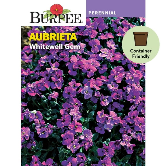 Burpee Whitewell Gem Aubrieta Flower Seed (1-Pack)