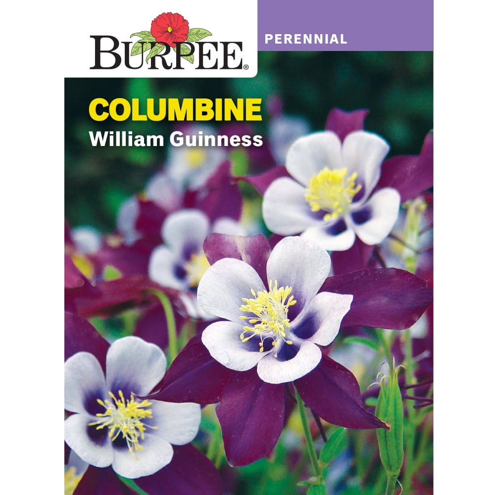 Columbine leaves turning purple