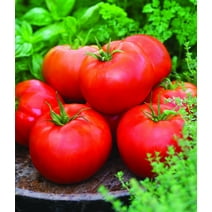 Burpee's Big Boy Tomato - Heavy Yields - 2.5" Pot