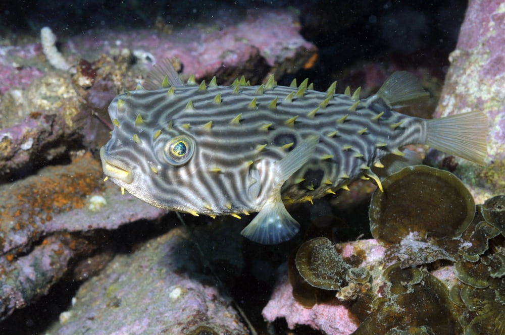 Burrfish in Atlantic Ocean Canvas Art - Karen DoodyStocktrek Images (35 x 23)