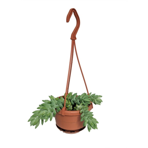 Burrito Burros Tail - 4" Mini Hanging Basket - Sedum burrito