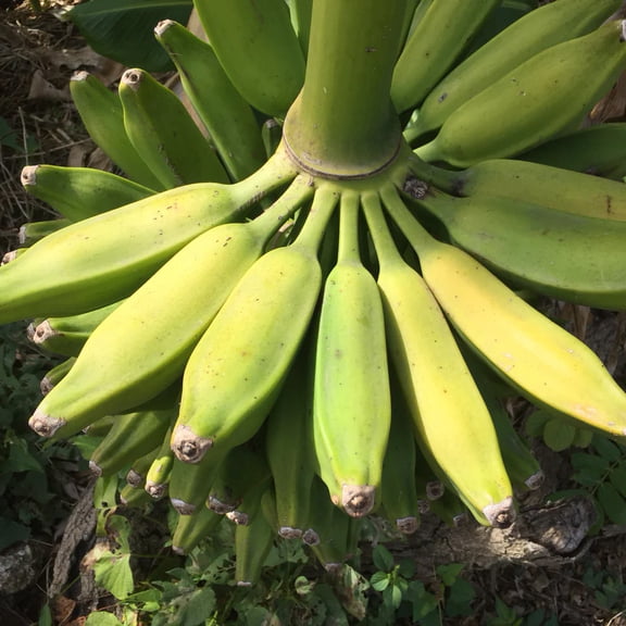 Burro Banana Plant - Live Plant - Cold Hardy