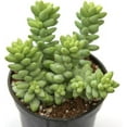 thumbnail image 1 of Burro's Tail - 2 Live Starter Plants in 2 Inch Pots - Sedum Morganianum - Drought Tolerant Indoor Outdoor Easy Care Succulent Houseplant, 1 of 3