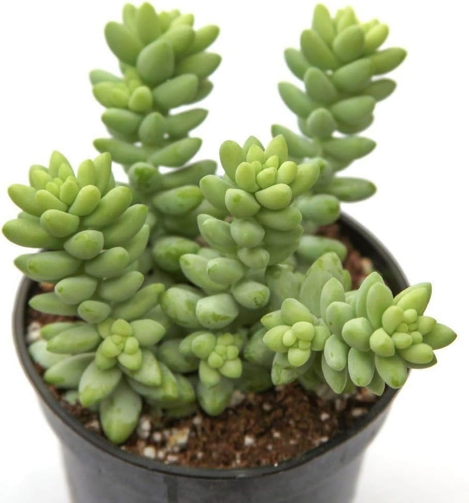 Burro's Tail - 4 Live Starter Plants in 2 Inch Pots - Sedum Morganianum - Drought Tolerant Indoor Outdoor Easy Care Succulent Houseplant