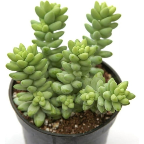 Burro's Tail - 4 Live Starter Plants in 2 Inch Pots - Sedum Morganianum - Drought Tolerant Indoor Outdoor Easy Care Succulent Houseplant