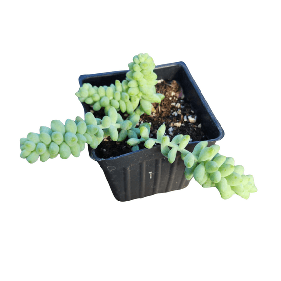 Burro's Tail (Sedum morganianum) Organic Plant in 2.5-inch Pot by Smoke Camp Crafts - Easy to Grow Succulent Houseplant