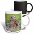 thumbnail image 1 of 3drose, Burrowing Owl, Cape Coral, Florida, Usa - Us10 Rti0033 - Rob Tilley, 11oz Magic Transforming Mug, 1 of 7