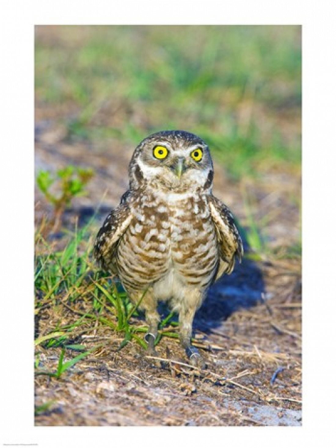 Burrowing owl Canvas Art - (18 x 24)
