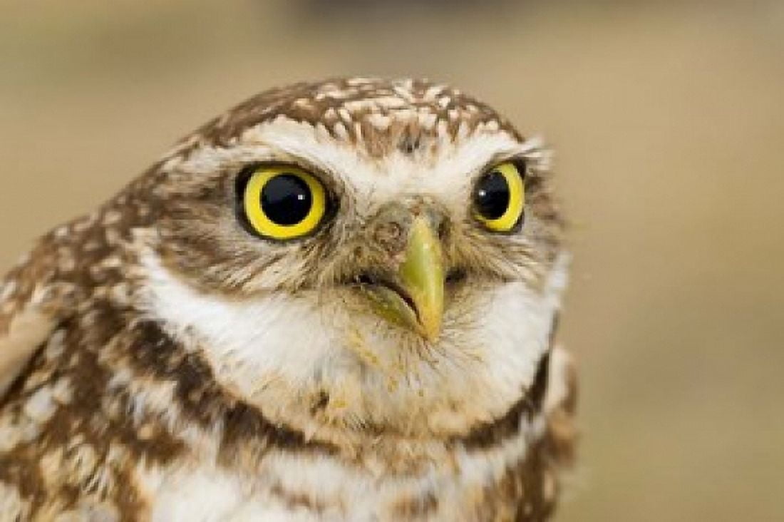 Burrowing owl Nicola Valley British Columbia Canvas Art - Paul Colangelo DanitaDelimont (26 x 18)