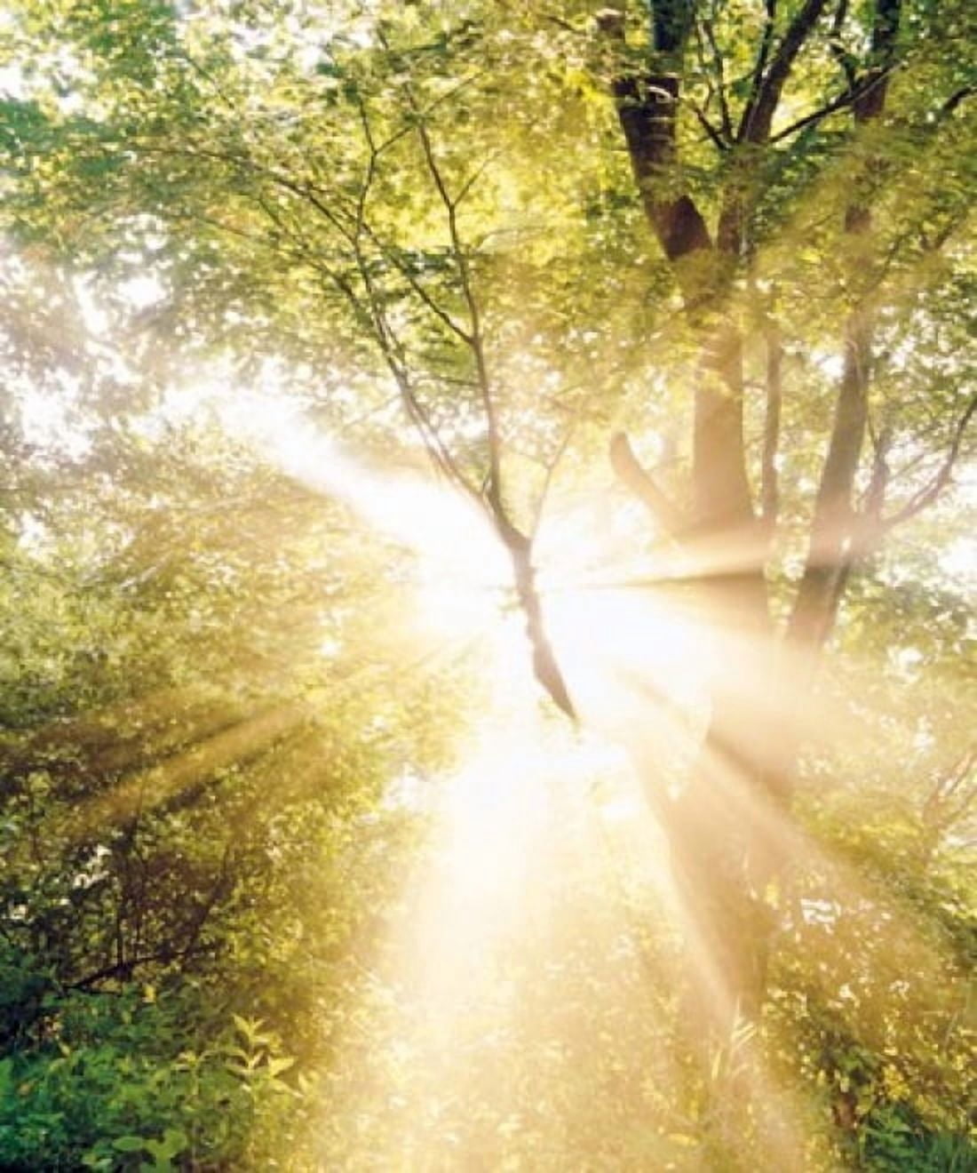 Burst of white light through green trees Canvas Art - Panoramic Images (30 x 36)