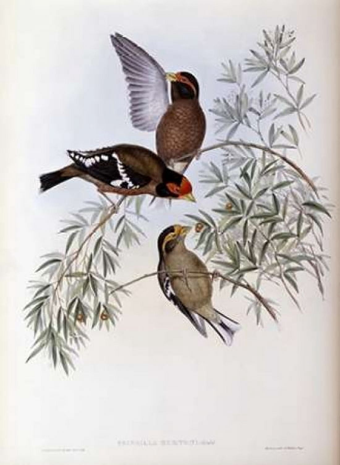 Burtons Grosbeak Canvas Art - John Glover (18 x 24)