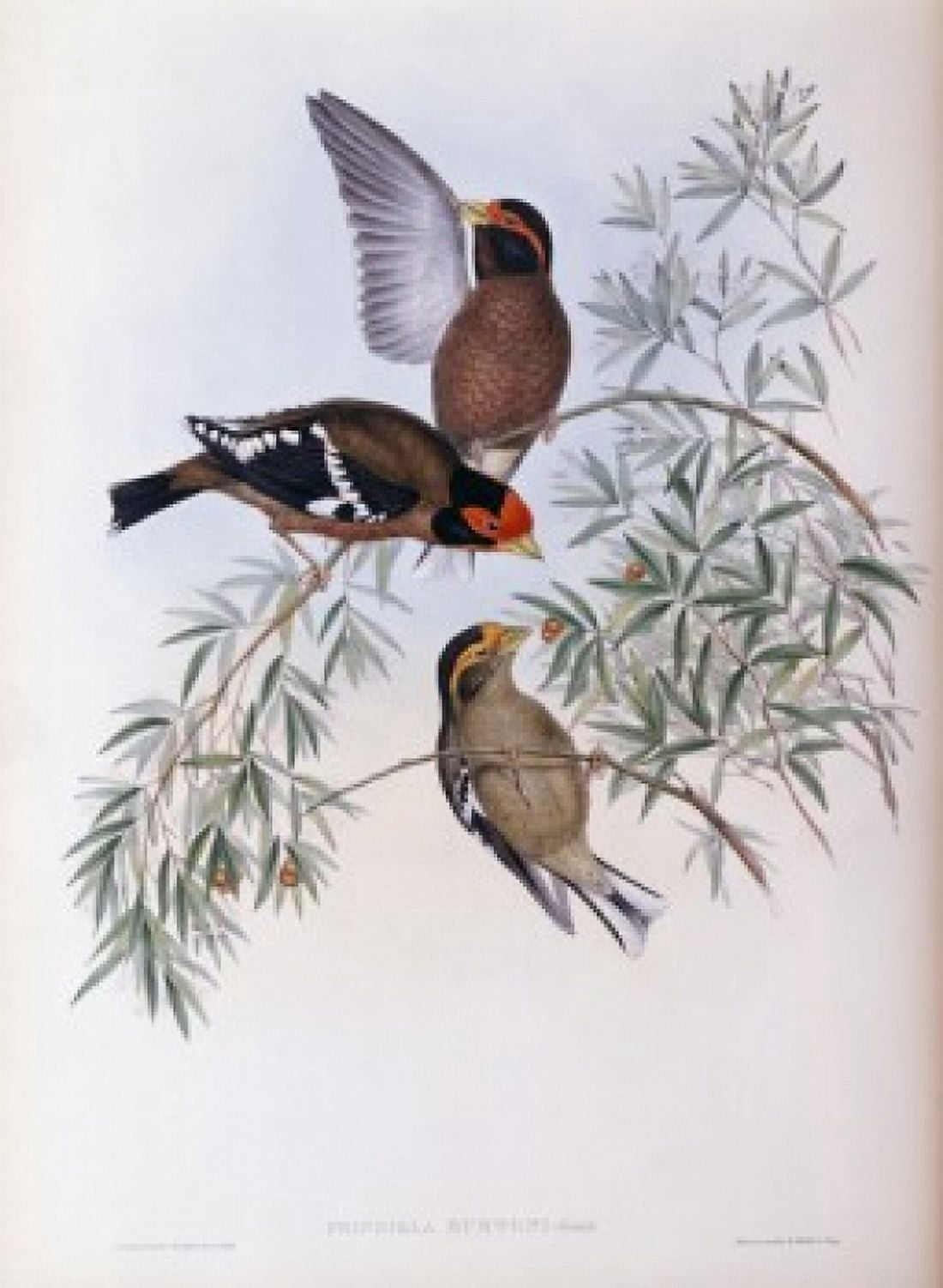 Burtons Grosbeak John Gould (1804-1881 British) Canvas Art - John Gould (18 x 24)